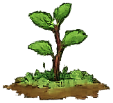 Sprout
